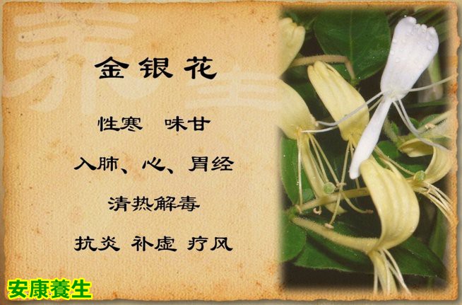 69 养生堂 69 查看内容 明代李时珍在《本草纲目》中说金银花有"