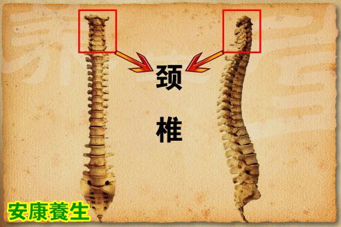 颈椎的生理曲线