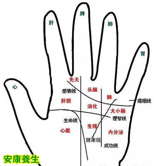 看手掌就可知道你肾虚不 不信就看看