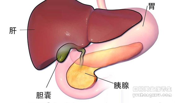科普：肝脏的5个主要功能