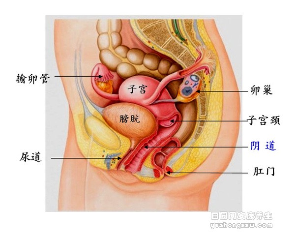 女人私处健康,你不知道的秘密