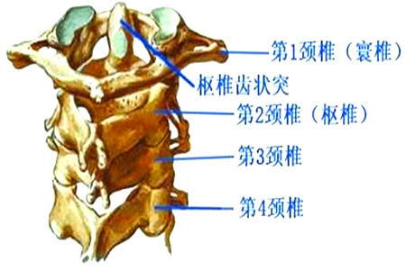 生活中该怎么预防寰枢关节半脱位?