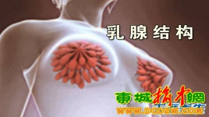《养生堂》20130522王翔 栾杰：讲解乳腺癌、卵巢癌、基因筛查、乳房再造