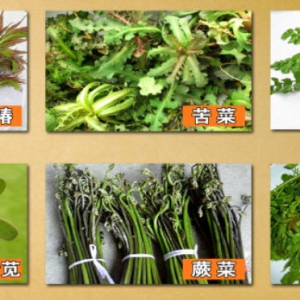 《养生堂》20130429视频:于康讲蕨菜中含有的致癌物质是什么 吃五谷杂粮的误区 适合吃粗粮  ...