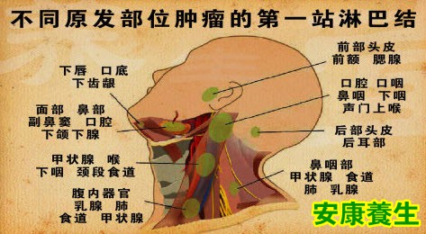 淋巴结