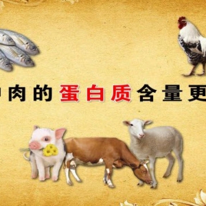 《养生堂》20131002视频:于康讲动物性蛋白从哪来、蛋白质补充4个1原则、蛋白质的主要来源