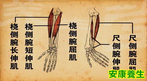 手臂