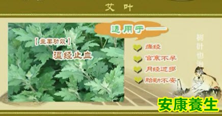 艾叶