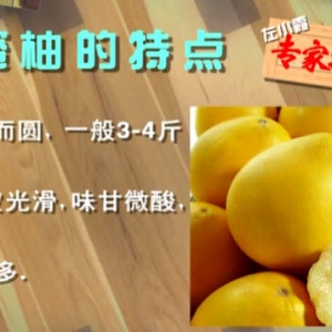 家政女皇20131106视频:左小霞讲柚子的营养价值、柚子皮除甲醛、柚子皮的妙用、杏干肉