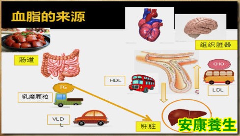 血脂的来源