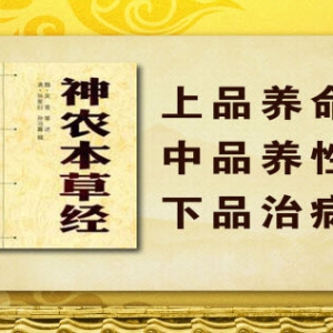 《养生堂》20131219视频和笔记:柳长华讲跟着古人学养生,神农本草经,灵芝的功效,姜的种类
