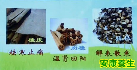 肉桂、桂枝、桂皮长什么样