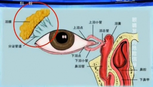 《健康之路》20131226视频和笔记:陶海讲泪道阻塞,青光眼,视野缺损