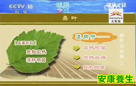 桑叶的功效