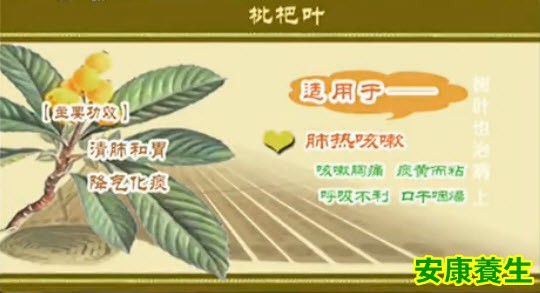 枇杷叶的功效