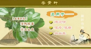 《健康之路》20140119视频和笔记:张冰讲冬青叶,荷叶减肥美容茶,艾叶,竹叶,毛竹,荷叶,粥荷  ...