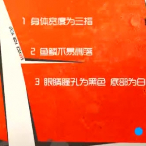 家政女皇20140122视频和笔记:姜波讲挑选带鱼,黄花鱼,平鱼,醪糟炖平鱼