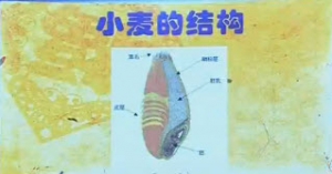 《健康之路》20140123视频和笔记:何丽讲营养强化粉,如何避免面粉生虫,分辩翻新大米的方法
