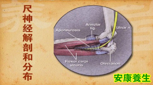 尺神经解剖及分布