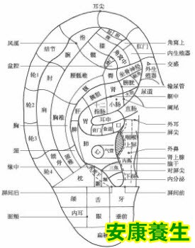 耳全息穴的分布规律