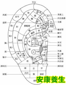 耳全息穴的分布规律