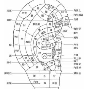 耳全息穴的分布规律