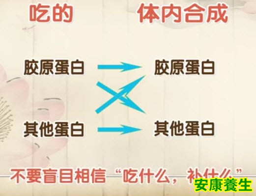 胶原蛋白