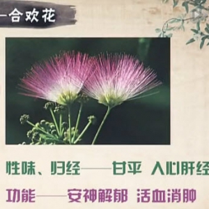 饮食养生汇20140317视频笔记:吴大真讲合欢花的作用,合欢花酒,合欢花代茶饮