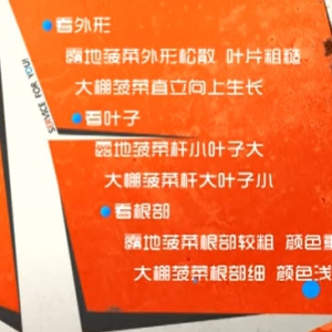 家政女皇20140319视频:张晔讲《春季巧用菠菜保健康》菠菜的功效,蘸水菠菜糕的制作