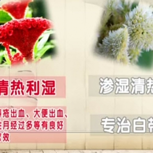 饮食养生汇20140319视频和笔记:吴大真讲鸡冠花的功效,鸡冠花的食疗,鸡冠花炒虾仁