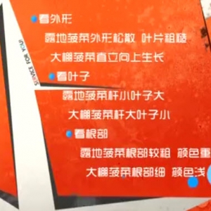家政女皇20140322视频张晔讲：探秘生煎 享受春菜 蛋丝汤