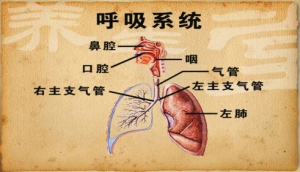 《养生堂》20140325视频:杨跃讲肺癌、烟民、口罩、粉尘、咳嗽咳血