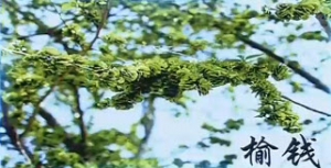 《健康之路》20140406视频笔记:张晔讲春食五芽益健康,榆钱儿,花椒芽,花椒芽拌杏仁