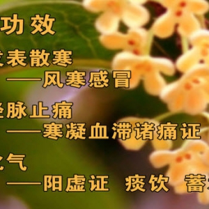 《养生堂》20140411视频和笔记:王玉英讲《古方话奇药-2》桂皮,桂枝,肉桂,桂皮羊肉汤