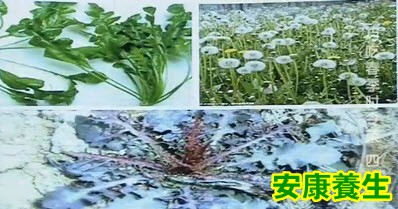 为什么春天要吃野菜