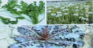 《健康之路》20140414视频和笔记:张晔讲《巧吃春季时令菜(四)》荠菜,蒲公英,苦菜,荠菜豆腐 ...