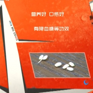 家政女皇20140417视频和笔记:张晔讲《糙米吃出新花样》发芽米,糙米茶,凉拌芝麻菠菜