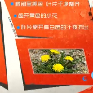 家政女皇20140429视频和笔记:张晔讲《天然的抗生素-蒲公英》蒲公英的功效,蒲公英馅饺  ...