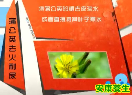 蒲公英的功效