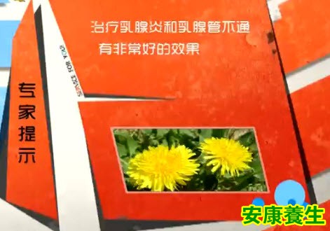 蒲公英的功效