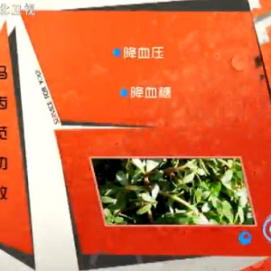 家政女皇20140430视频和笔记:张晔讲《降脂降糖长寿菜-马齿苋》马齿苋新吃法,马齿苋苦  ...