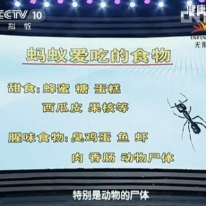 《健康之路》20140502视频和笔记:曾晓芃讲《家有害虫—蚂蚁》、蚂蚁的危害