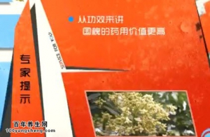 家政女皇20140514视频和笔记:吴大真讲槐米的功效、槐花的功效、槐花蜜的功效