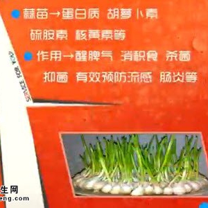 家政女皇20140520视频和笔记:张晔讲《新蒜新吃美味保健》蒜苗,糖蒜,独头蒜,蒜爆肉