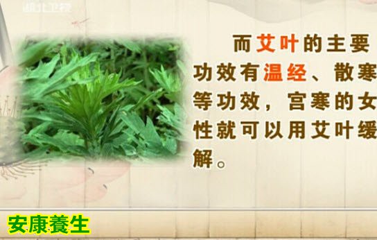 艾草全草都可入药