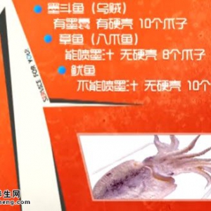 家政女皇20140603视频和笔记:王旭峰讲墨斗鱼的神奇功效,海螵鞘,韭菜炒墨鱼