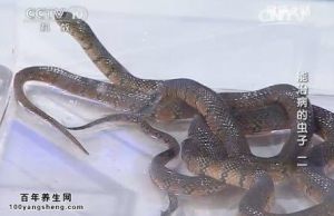 《健康之路》20140606视频和笔记:杨宇飞讲能治病的虫子（2）蛇酒、蛇胆的功效