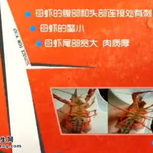 家政女皇20140614视频和笔记:《舌尖上的健康》麻辣小龙虾,蒜蓉西兰花