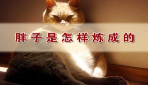 《养生堂》20140624视频笔记：杨金奎讲战胜糖尿病3、食物依赖症