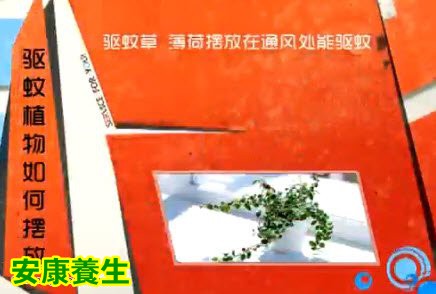 驱蚊草学名叫香叶天竺葵